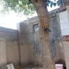 درخت‌توت‌سفید