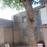 درخت‌توت‌سفید
