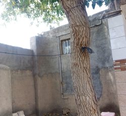 درخت‌توت‌سفید