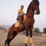 اسب نریان سه ساله سواری دار کره سناتور پور خون