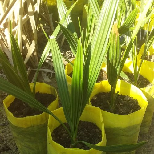 نهال نخل برحی