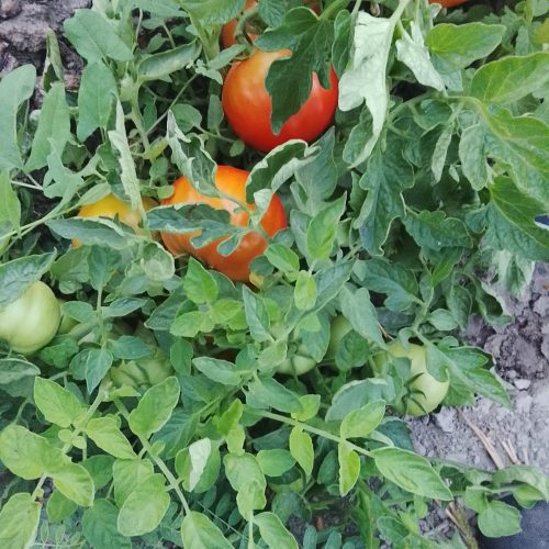 خیار شور لوبیا گوجه برارب گوجه سیاه لوبیا