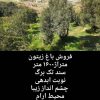 فروش  زمین باغ زیتون