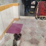 واگذاری یک سگ نژاد پامراننین روباهی فوری