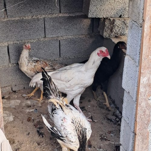 مرغ و خروس زنده لاری