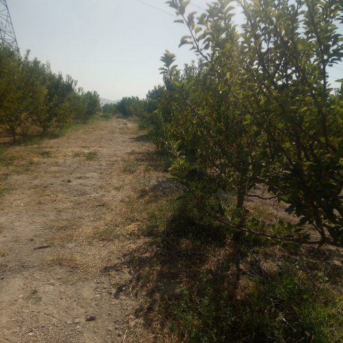 مراغه روستای تازکند قاسمی خان