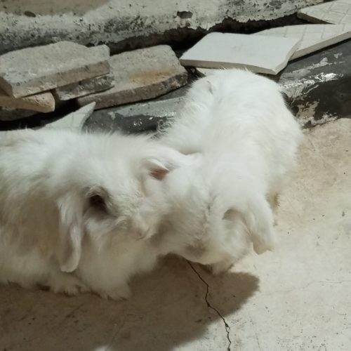 جفت خروگوش لوپ