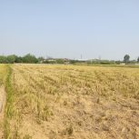 فروش 7 هزار متر زمین کشاورزی