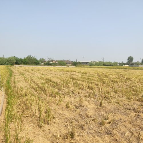 فروش 7 هزار متر زمین کشاورزی