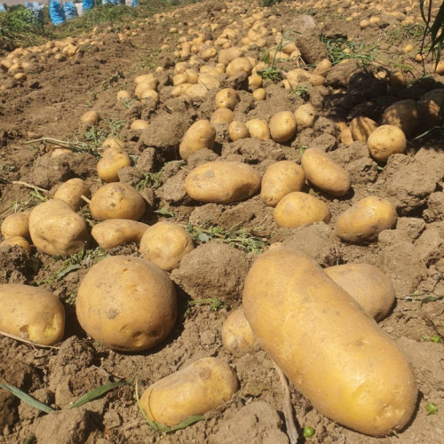 سیب زمینی برای گوسفند خواستم