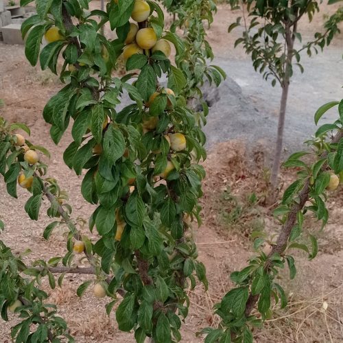 فروش باغ های 500 و1000 متری