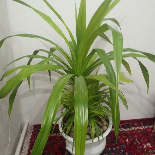 گل بزرگ پاندانوس