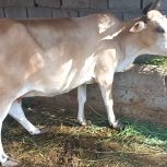 فروش گابه،زایده،