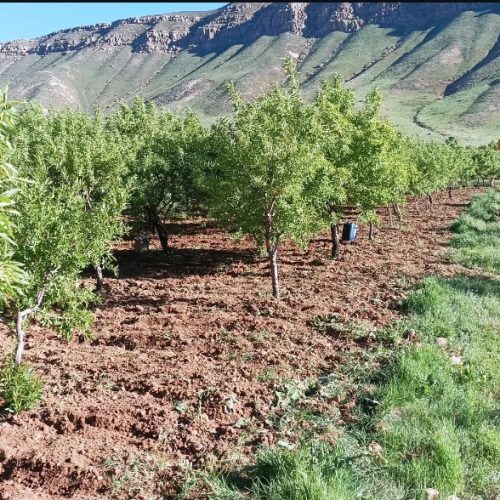 فروش باغ بادام مامایی