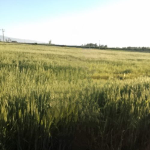 فروش زمین کشاورزی