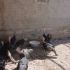 فروش بوقلمون عمده