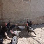 فروش بوقلمون عمده