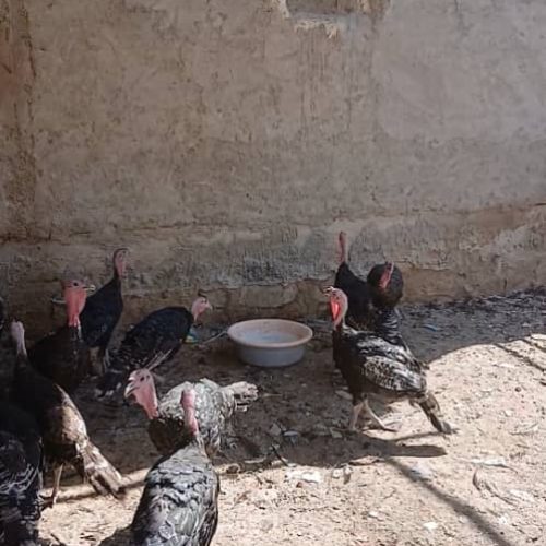 فروش بوقلمون عمده