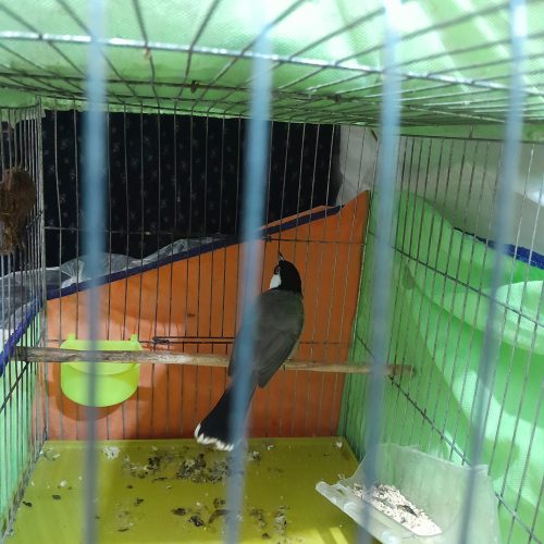 عروس هلندی وبلبل خرما