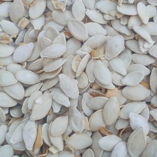 تخمه کدو پر مغز و درشت درجه 1