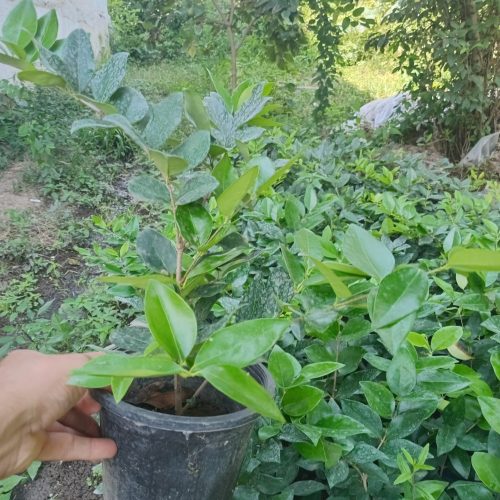 یاس هلندی و پالم