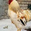 مرغ و خروس زنده🐔🐓🕊