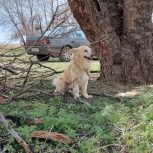 نژاد اشپیتز نر