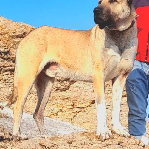 فروشی سگ سرابی