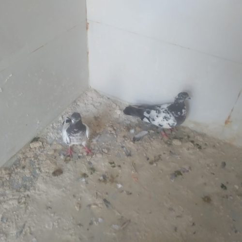 کبوتر پرنده