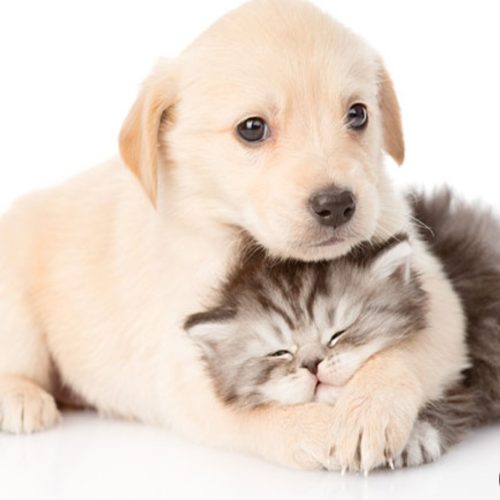 خدمات نگهداری سگ و گربه