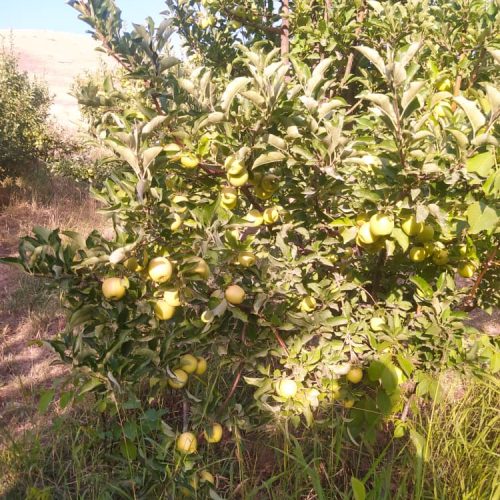 فروش سیب درختی