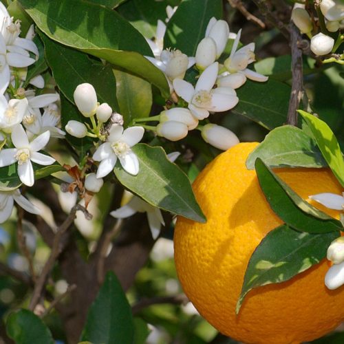 هزار متر مربع باغ فروشی