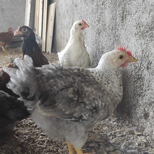 مرغداری پدر بزرگ