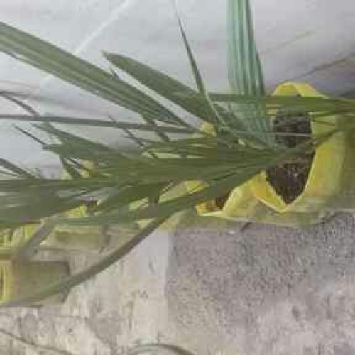 نهال نخل برحی