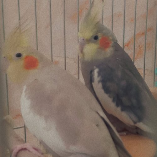 یک جفت عروس هلندی