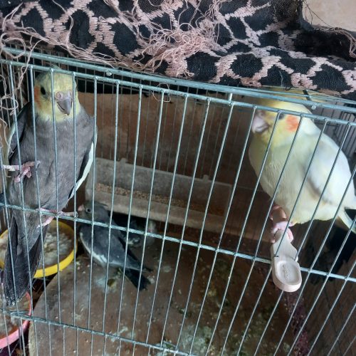 عروس هلندی با قیمت پاین