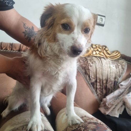 واگذاری فوری سگ