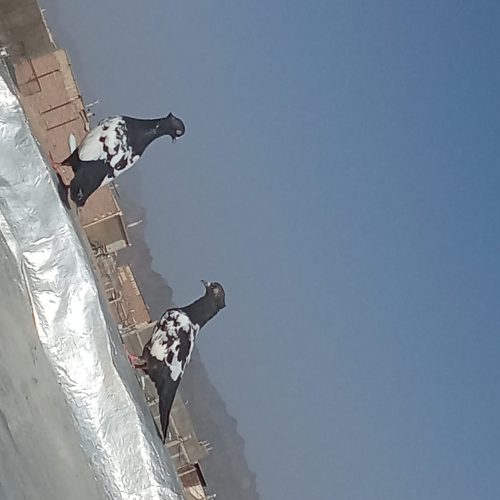 جفت کبوتر سینه ایی