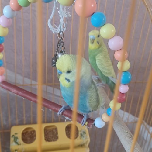 یک جفت مرغ عشق