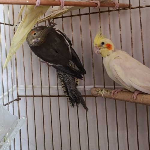 یک جفت عروس هلندی