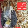 فروش جوجه عروس هلندی