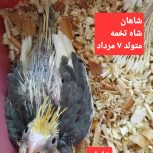 فروش جوجه عروس هلندی