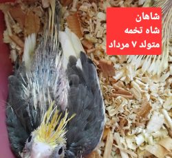 فروش جوجه عروس هلندی