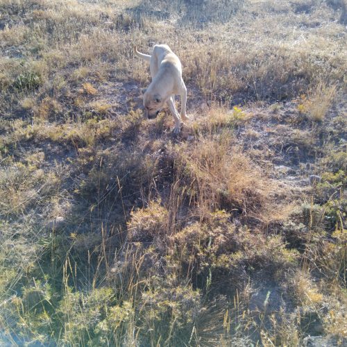 سگ سرابی نژاد دار اصل