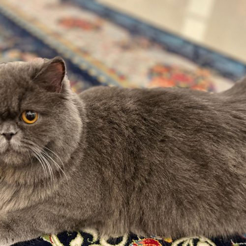 گربه پرشینِ ماده