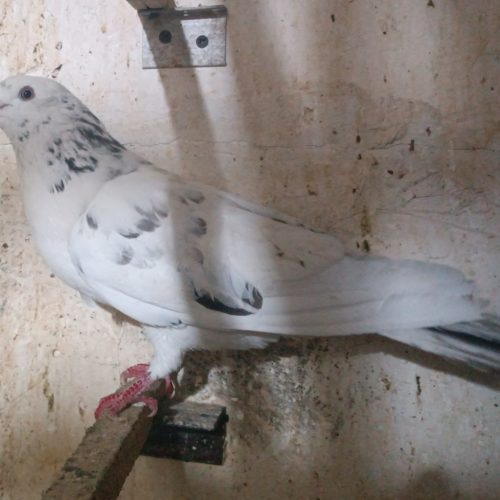 6 عدد کبوتر سالم پرشی