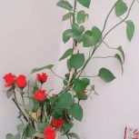 گل آپارتمانی
