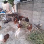 مرغو خروس محلی290