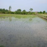 زمین کشاورزی دشت زمین