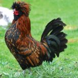 مرغ و خروس زنده🐔🐓🕊